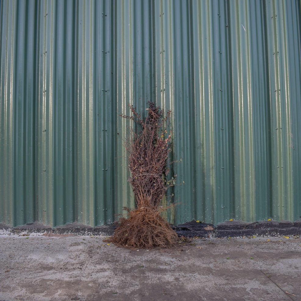 Purple Berberis 20/40cm Bare Root (Berberis thunbergii Atropurpurea)