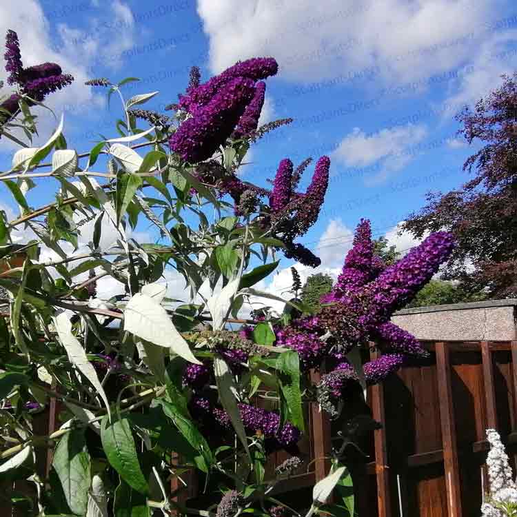 Buddleja Black Knight Butterfly Bush
