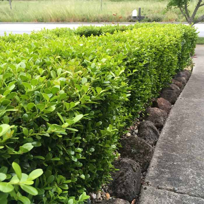 Bareroot Box Hedging Plants Buxus sempervirens 15-20cm