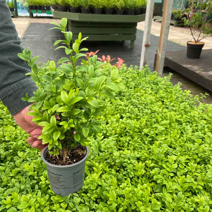 15-25cm Pot Grown Buxus sempervirens Box Hedging