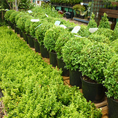 Box Balls Buxus sempervirens Topiary 25-30cm