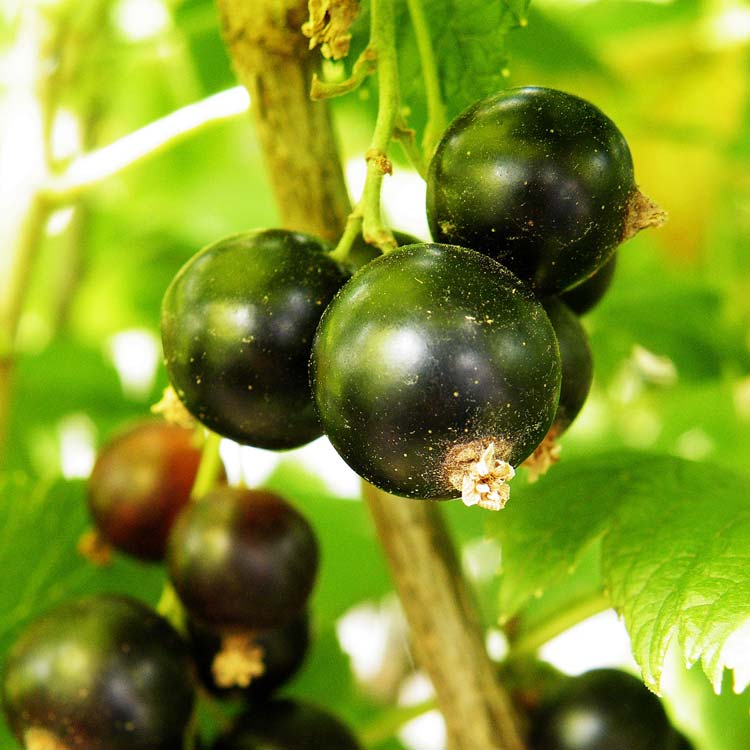 Blackcurrant Bush Ben Sarek Ribes nigrum Ben Sarek Blackcurrant Plant