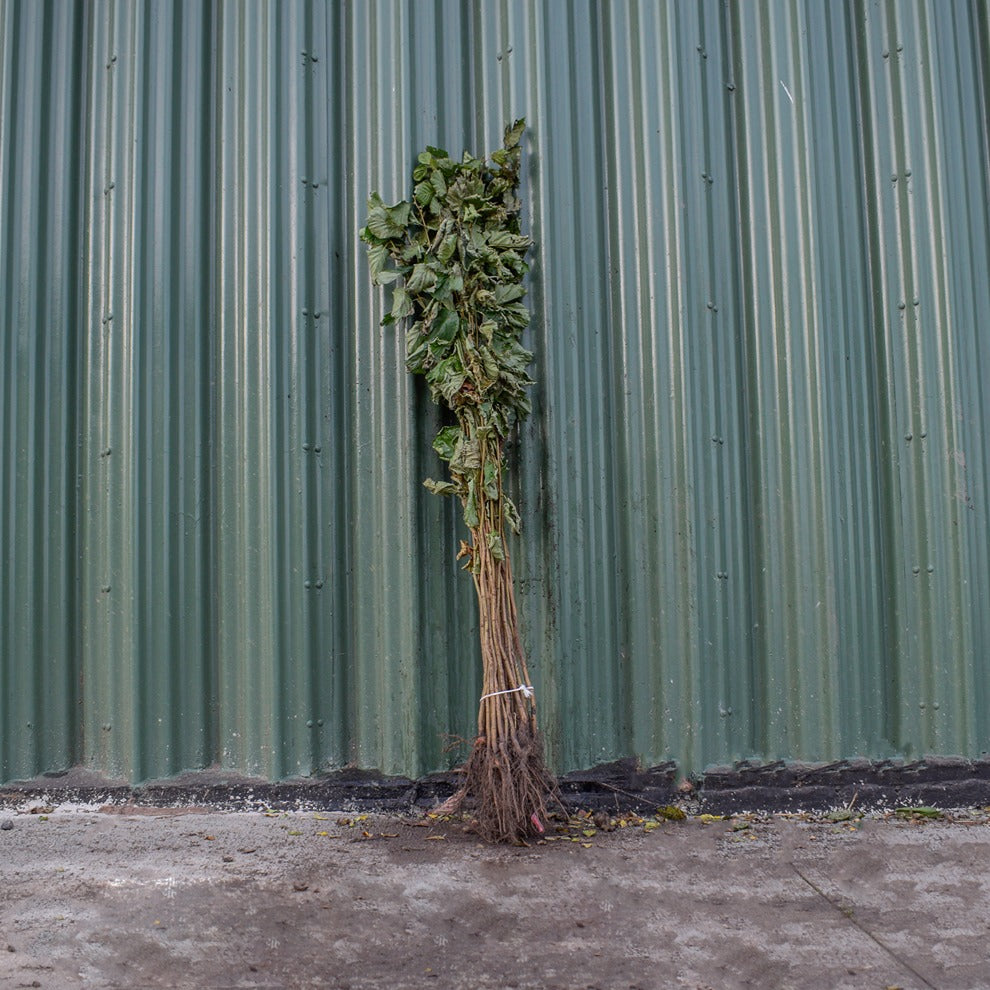 Hazel 100/125cm Bare Root (Corylus avellana)