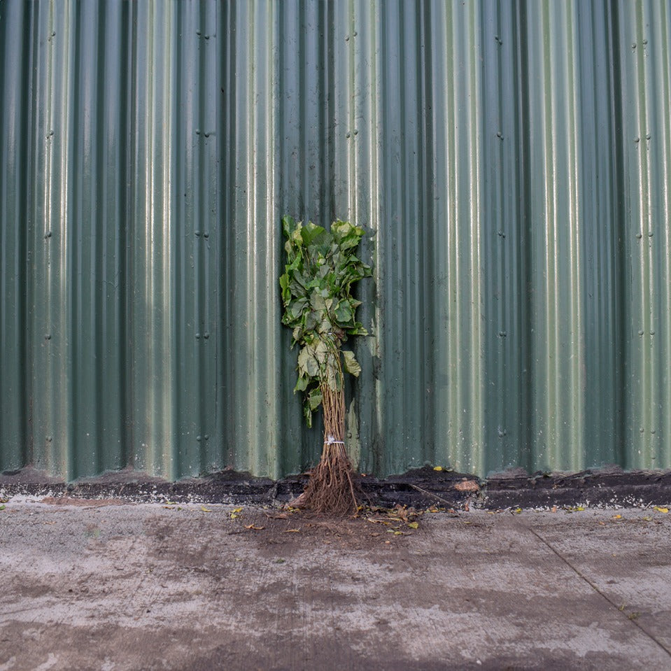 Hazel 40/60cm Bare Root (Corylus avellana)