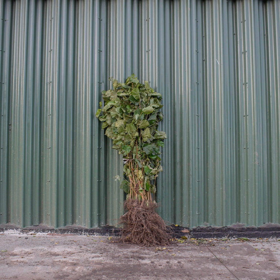 Hazel 80/100cm Bare Root (Corylus avellana)