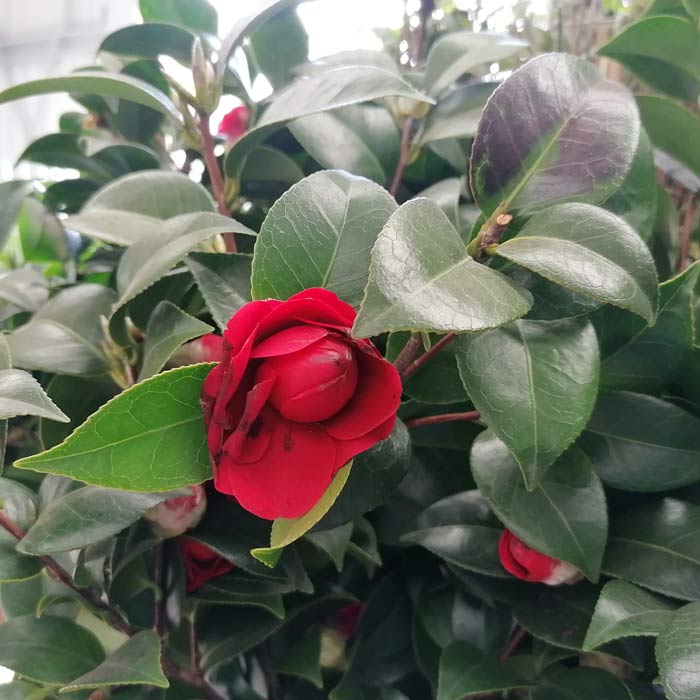 Camellia reticulata x williamsii 'Black Lace'