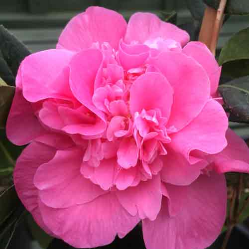 Camellia x williamsii Debbie