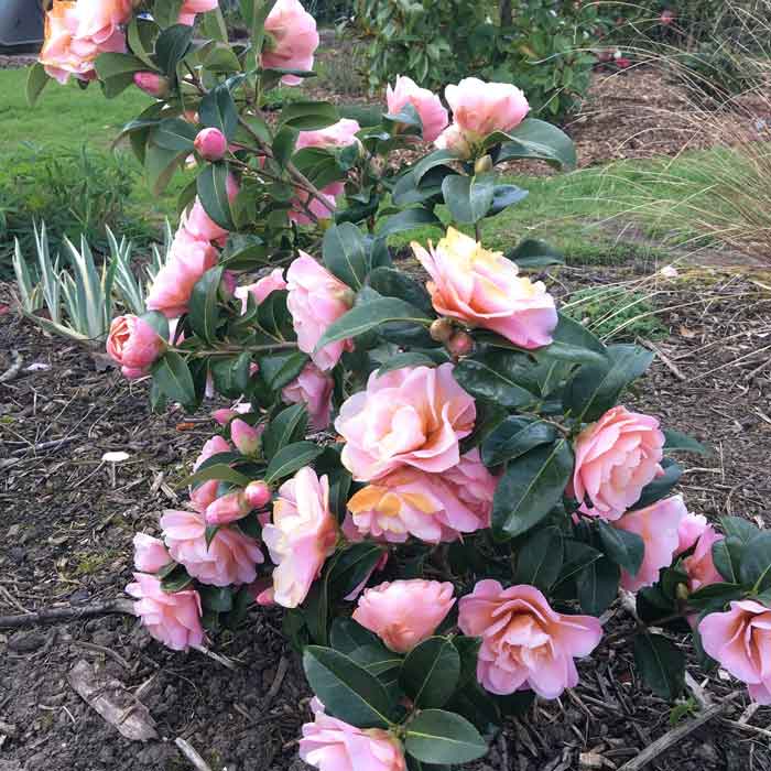 Camellia Nicky Crisp