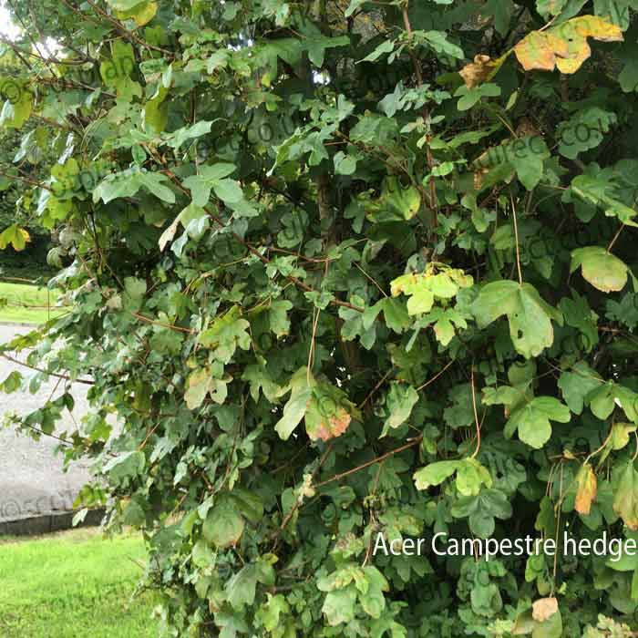 Bareroot Value Hedge Mix 40 Metres