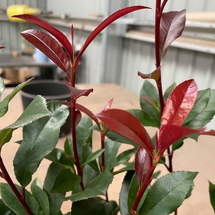 Photinia x fraseri Carre Rouge Shrub Pot Grown