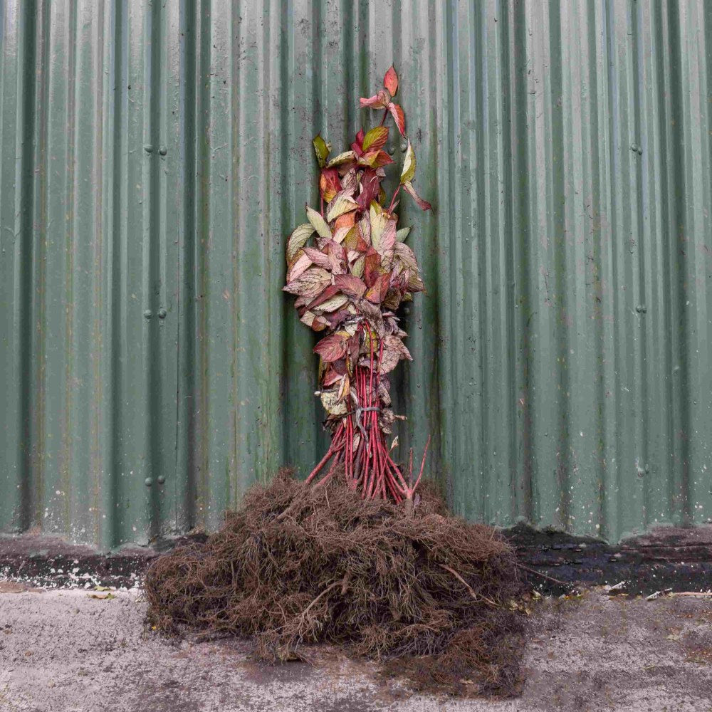 Vivid Red Dogwood 40/60cm Bare Root (Cornus alba Sibirica)