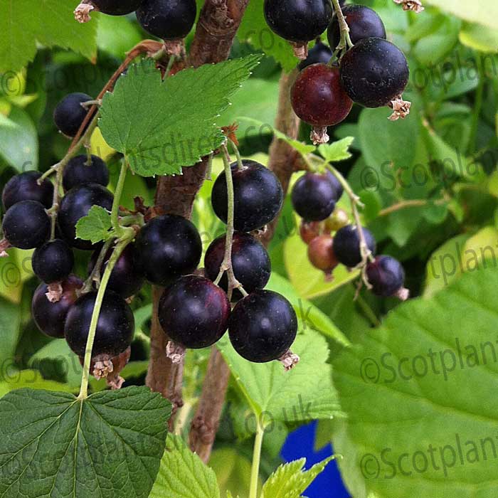 Black Currant Bush - Ribes Nigrum Cassissima Noiroma