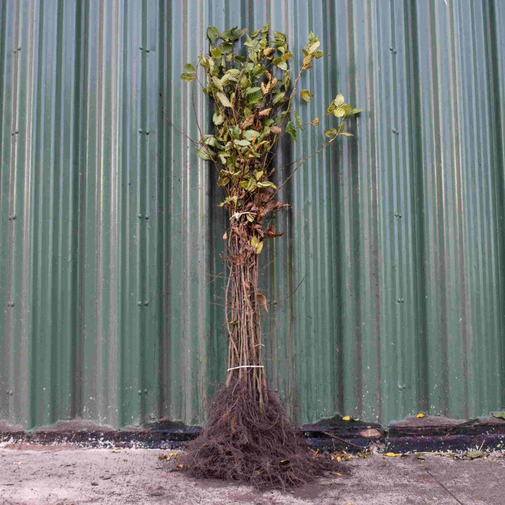 Hornbeam 120/150cm Bare Root (Carpinus betulus)