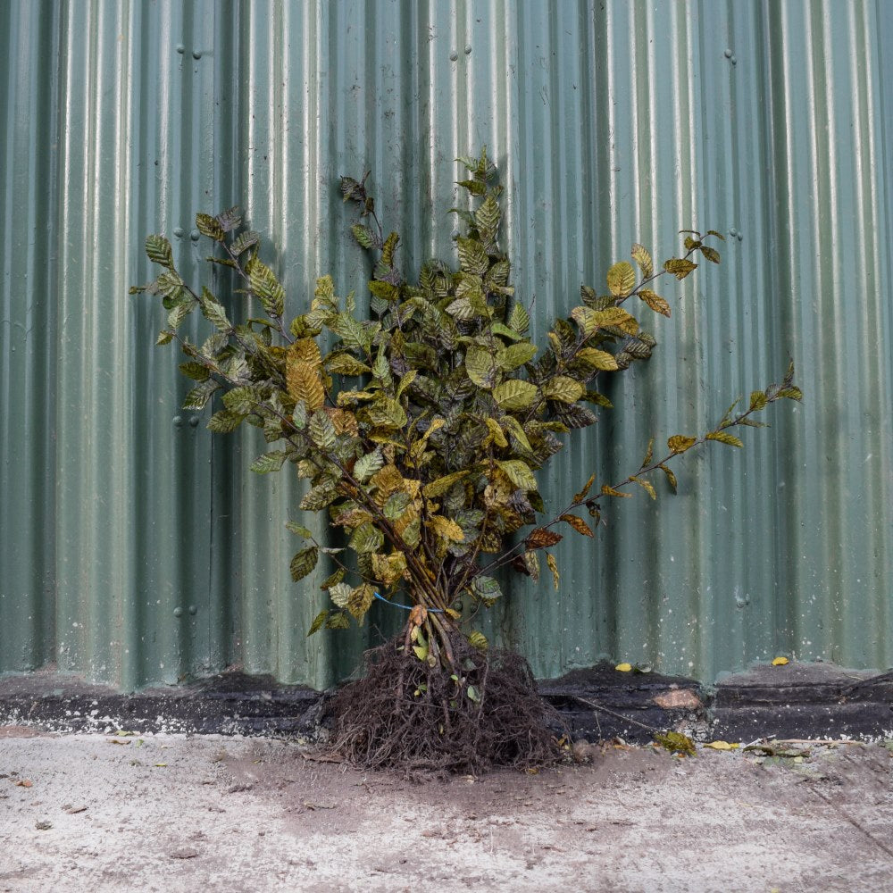 Hornbeam 40/60cm Bare Root (Carpinus betulus)