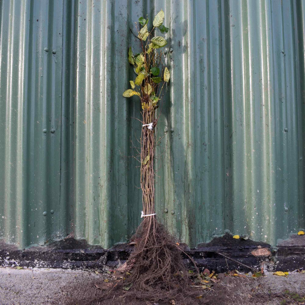 Hornbeam 60/80cm Bare Root (Carpinus betulus)