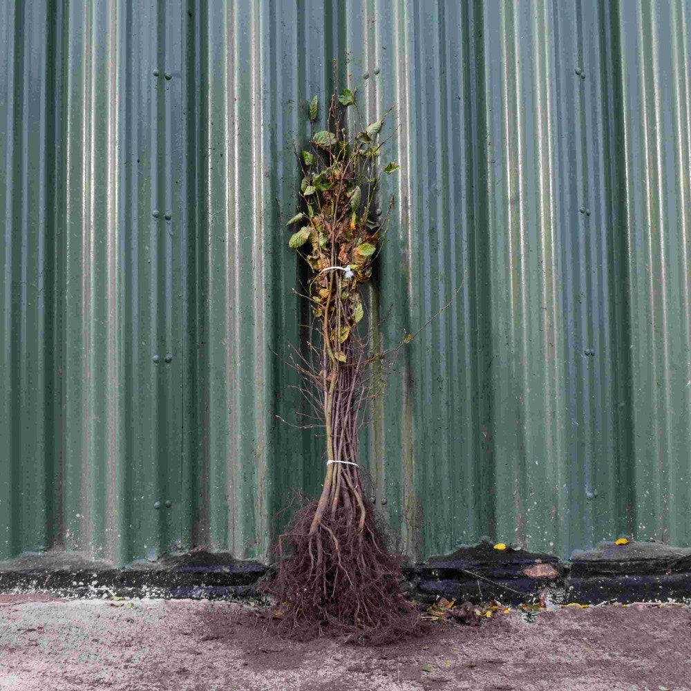 Hornbeam 80/100cm Bare Root (Carpinus betulus)