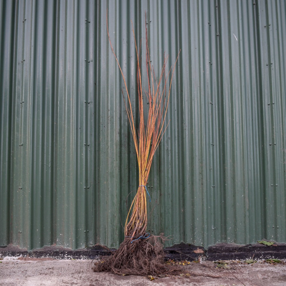Yellow Dogwood 40/60cm Bare Root (Cornus flaviramea)