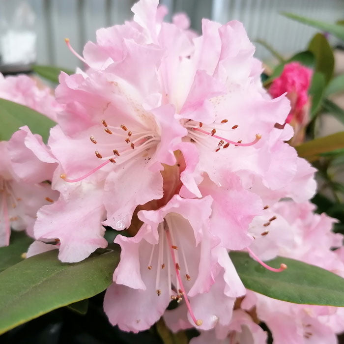 Rhododendron Christmas Cheer - Hardy Hybrid
