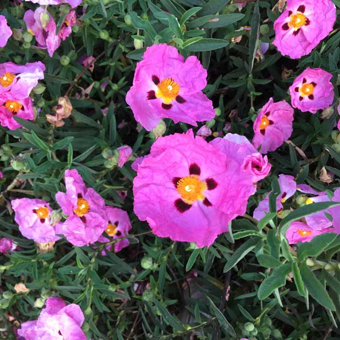 Cistus x purpureus Rock Rose