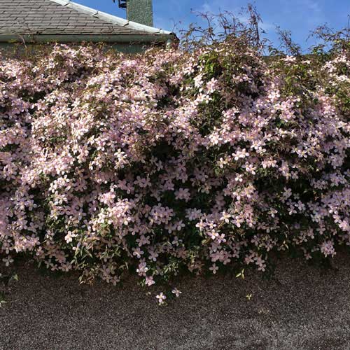 Clematis Montana Rubens