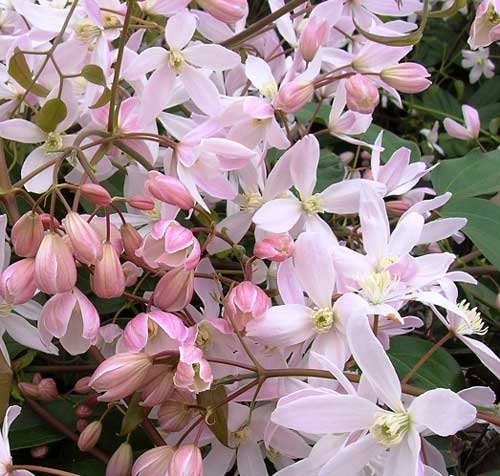 Clematis armandii Apple Blossom Evergreen Clematis