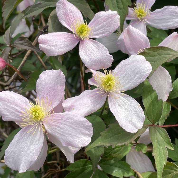 Clematis Montana Rubens