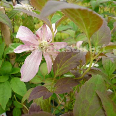 Clematis montana Marjorie