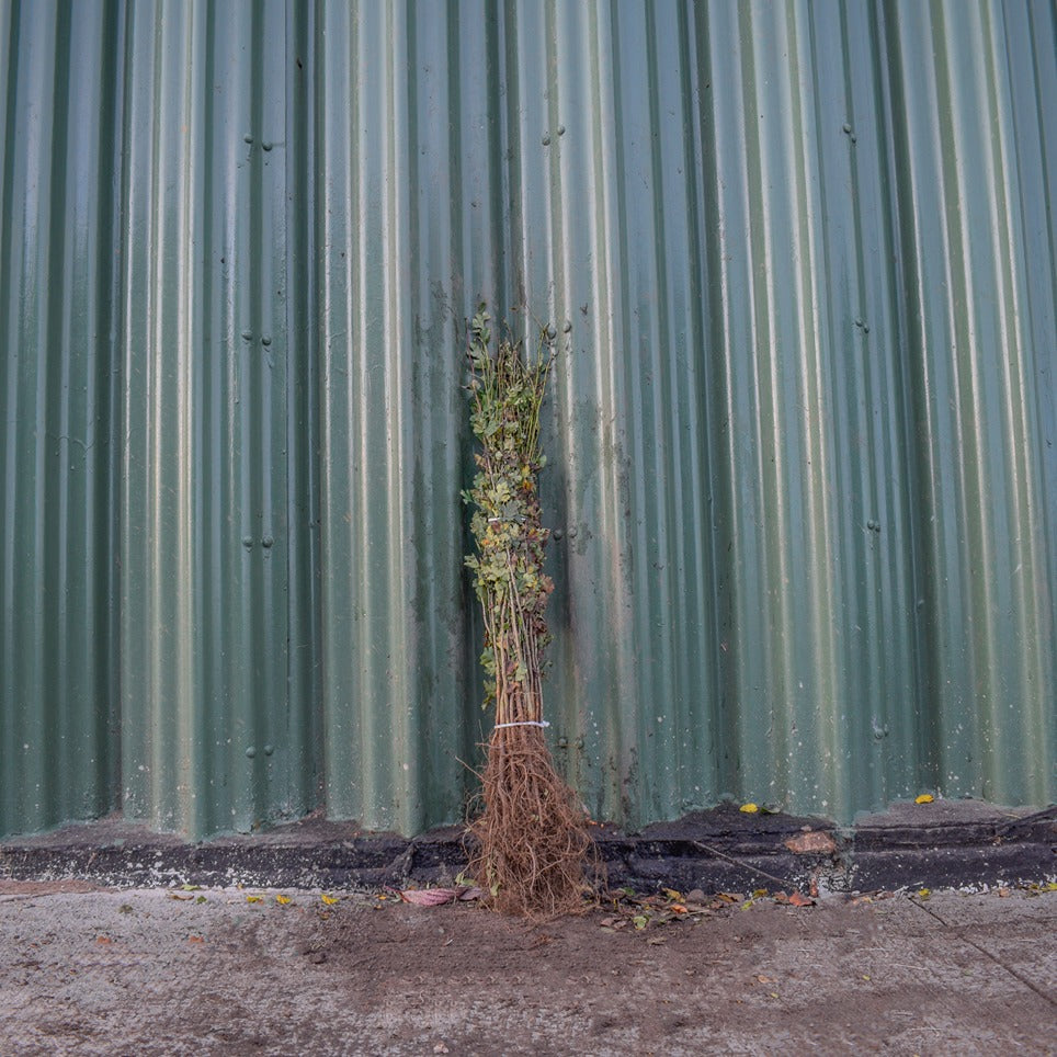 Hawthorn 40/60cm Bare Root (Crataegus monogyna)