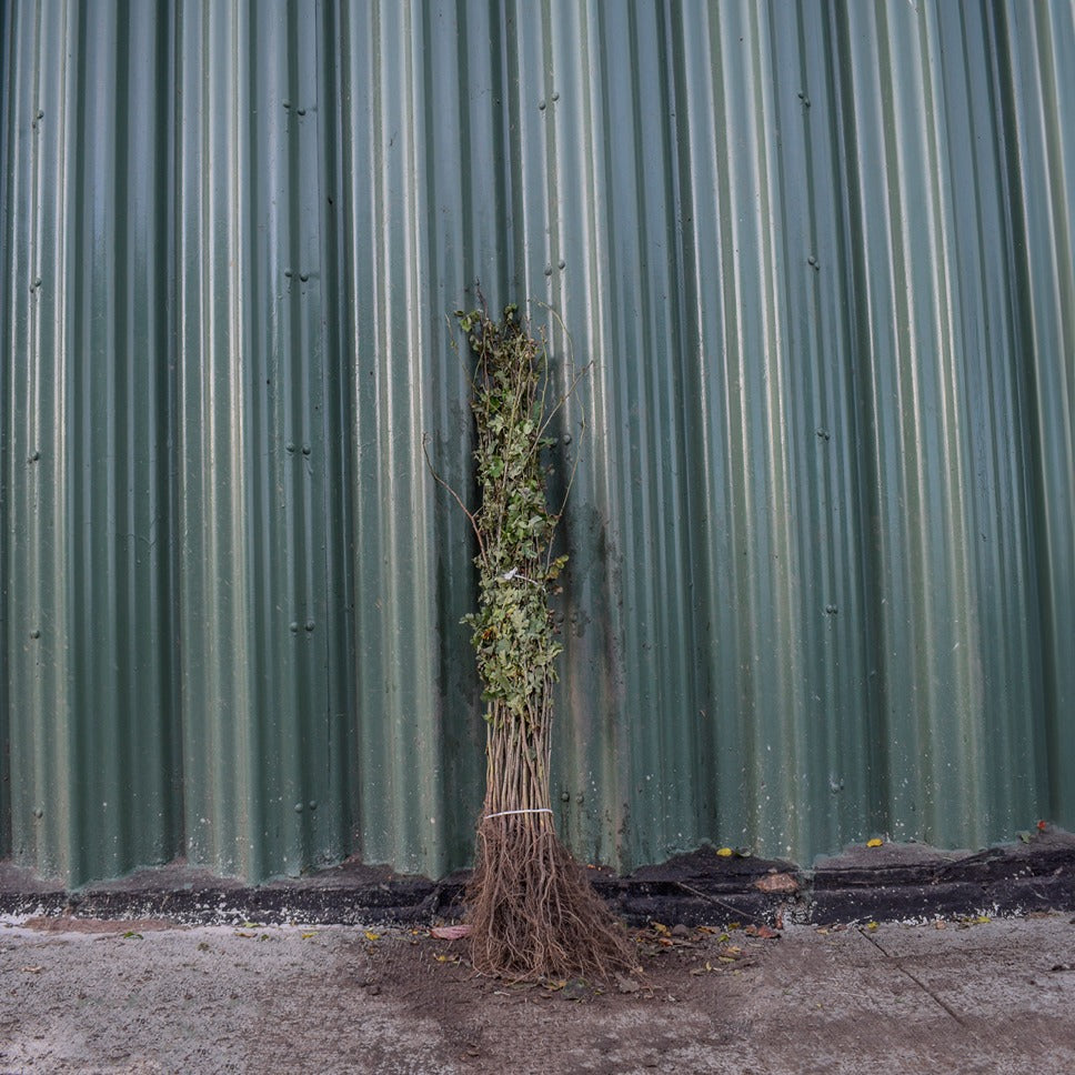 Hawthorn 60/80cm Bare Root (Crataegus monogyna)