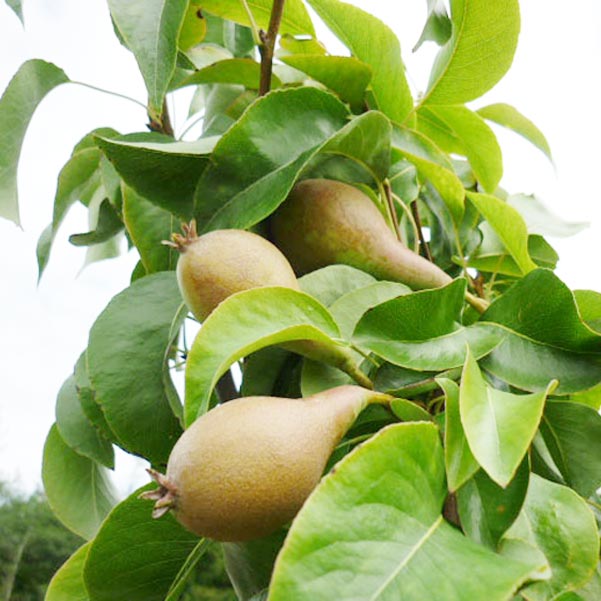 Pear Tree Conference Self Fertile