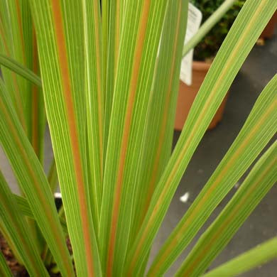 Cordyline Australis Cabbage Plant