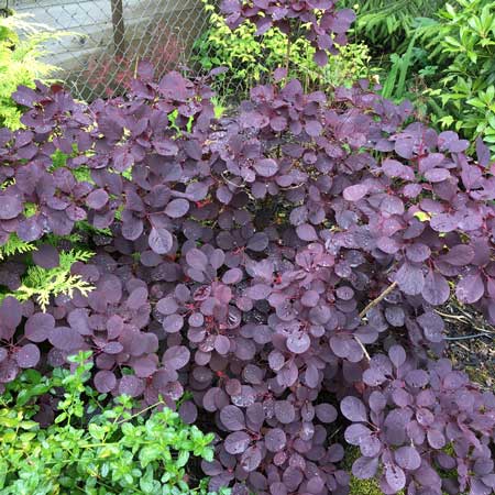 Cotinus coggyria Smoke Bush Tree Royal Purple