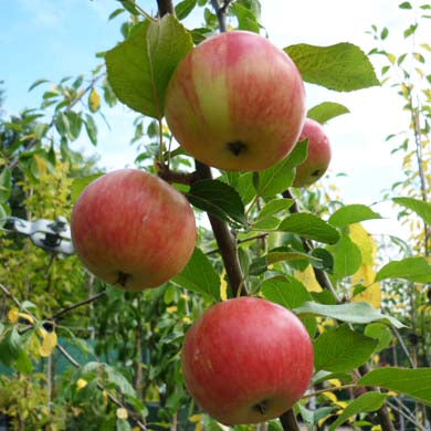 Malus domestica 'Cox's Orange Pippin' 90/120cm 7.5L (Cox's Orange Pippin Apple)