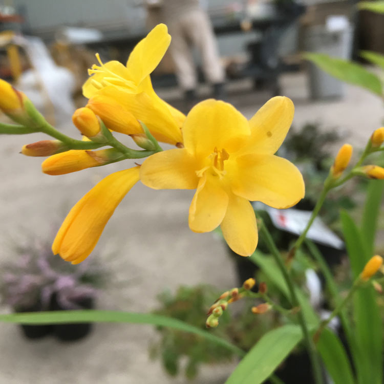 Crocosmia x crocosmiiflora Honey Angels
