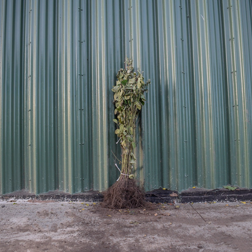 Common Dogwood 40/60cm Bare Root (Cornus sanguinea)