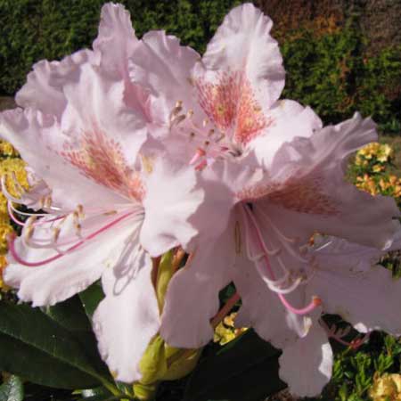 Rhododendron Cunninghams Blush - Hardy Hybrid