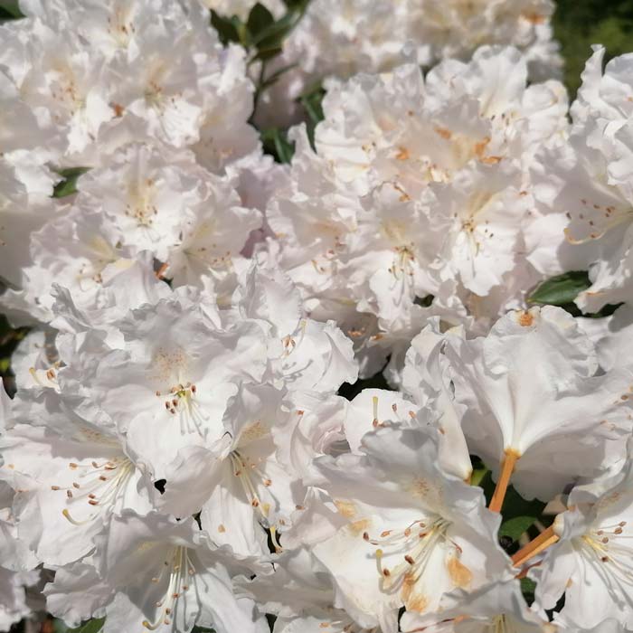Rhododendron Cunninghams White - Hardy Hybrid