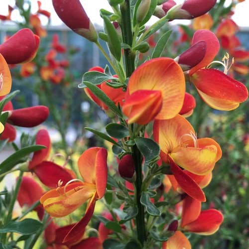 Cytisus Goldfinch - Broom