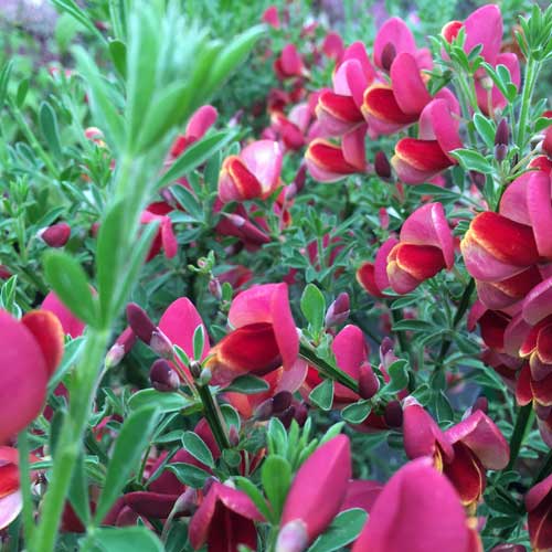 Cytisus Lena - Broom