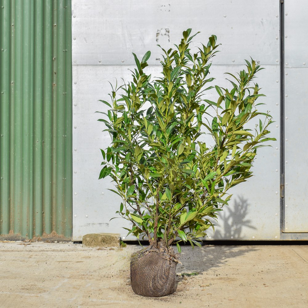 Common Laurel 120/150cm Root Ball (Prunus laurocerasus 'Rotundifolia')