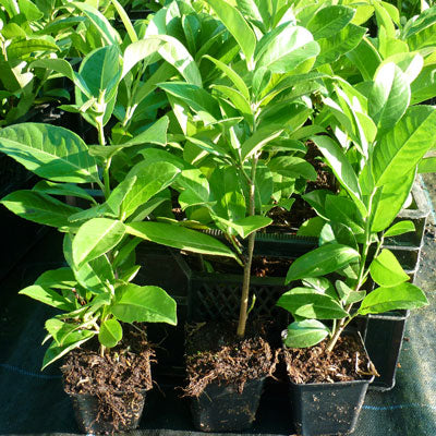 20-40cm Pot Grown Common Laurel Prunus laurocerasus Rotundifolia