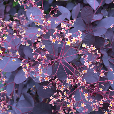 Cotinus coggyria Smoke Bush Tree Royal Purple