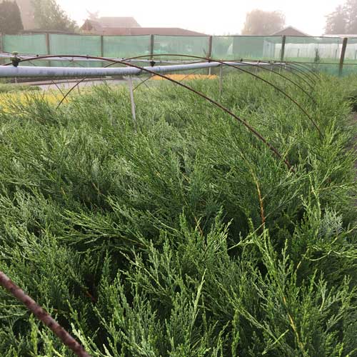 20-30cm Pot Grown Cupressocyparis Leylandii Green Leylandii Hedge