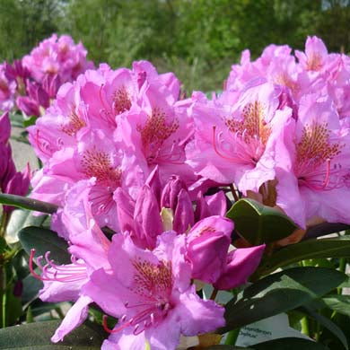 Rhododendron Delta Hardy Hybrid