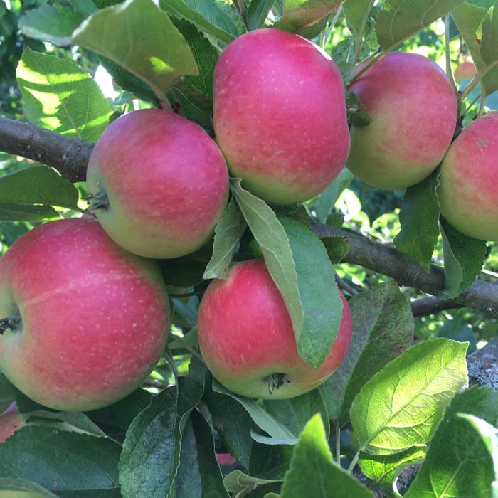 Apple Tree Discovery Dessert