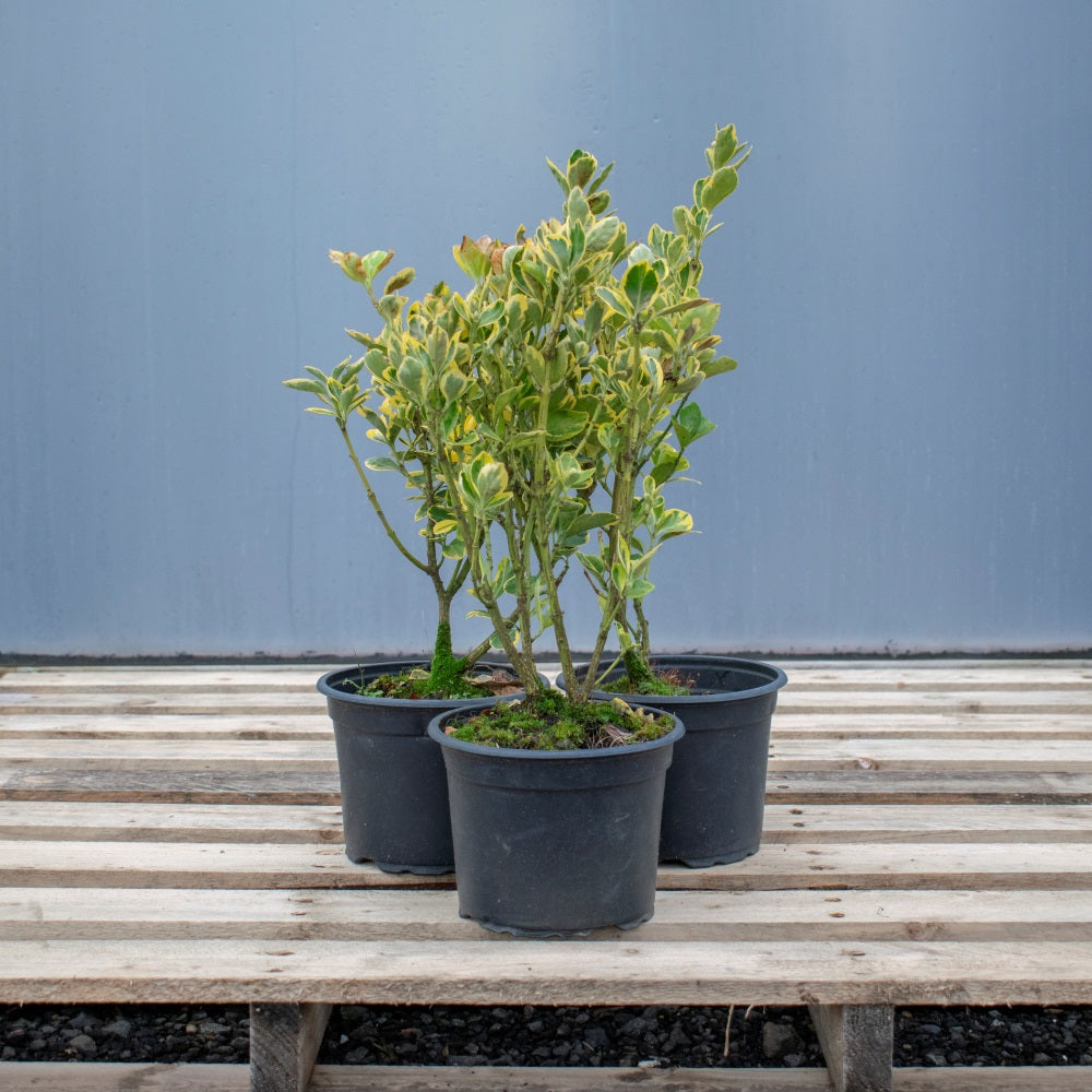 Ligustrum ovalifolium Aureum Golden Privet Hedging Pot Grown