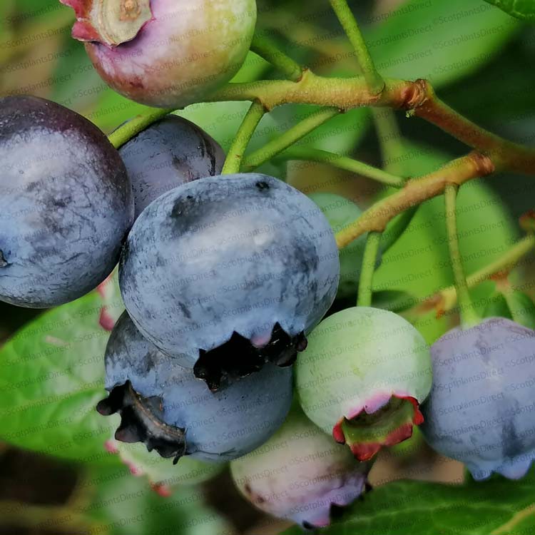 Blueberry Duke 20/40cm Pot Grown (Vaccinium corymbosum 'Duke')