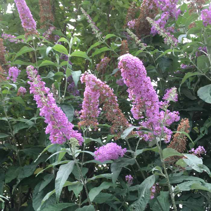 Buddleja Pink Delight Butterfly Bush