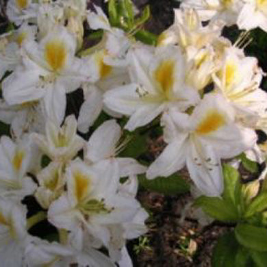 Azalea Persil - Deciduous