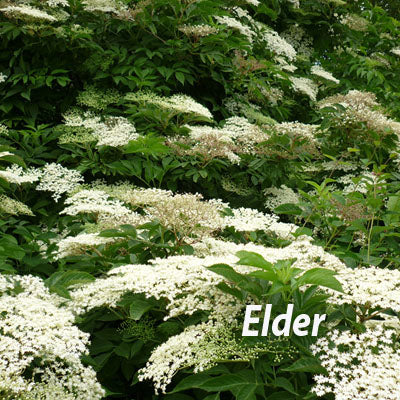 Wildlife Edible Bareroot Hedge Mix 15 Metres